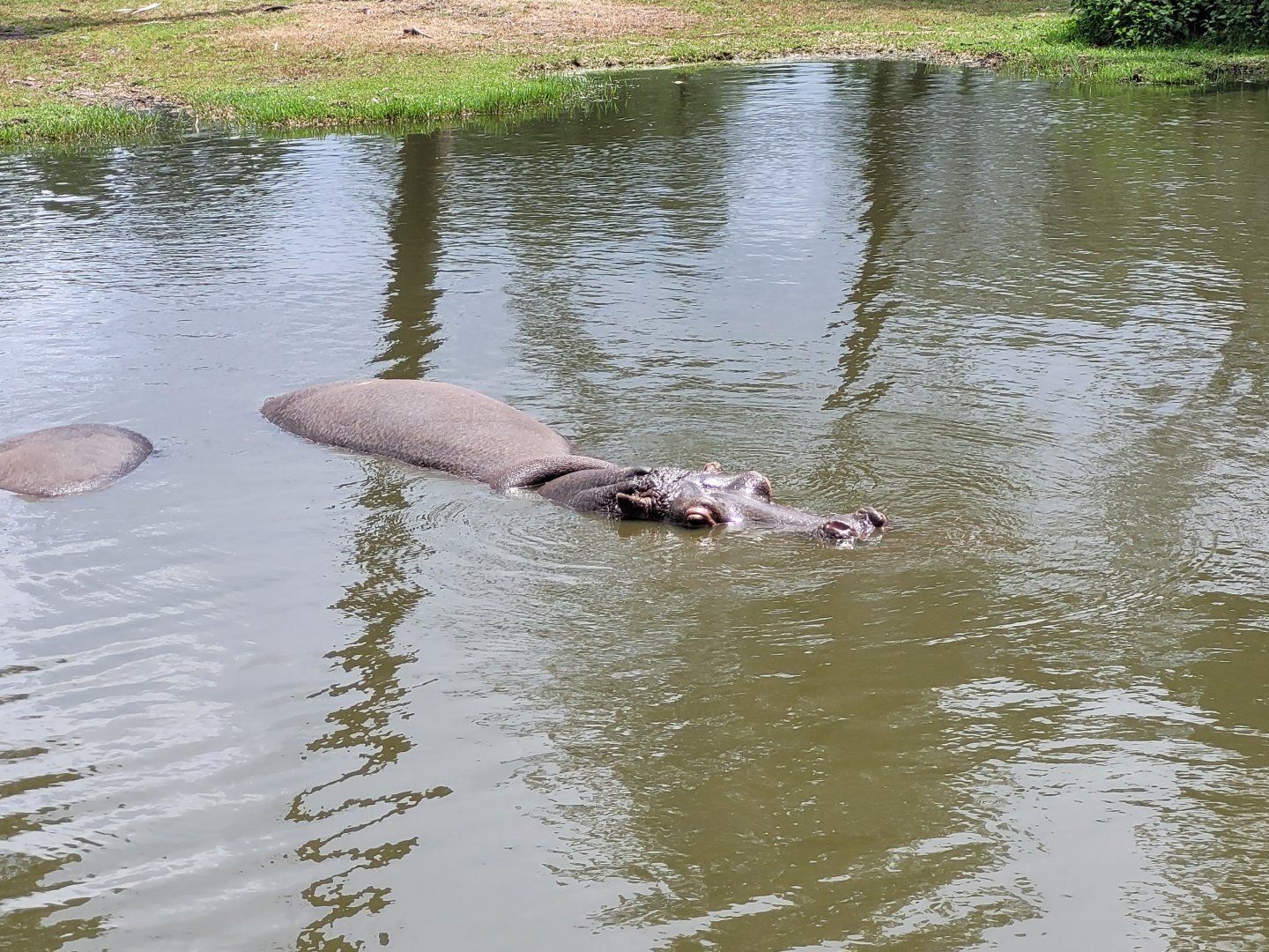 Common hippopotamus -Zoo du bassin d'Arcachon (2024)