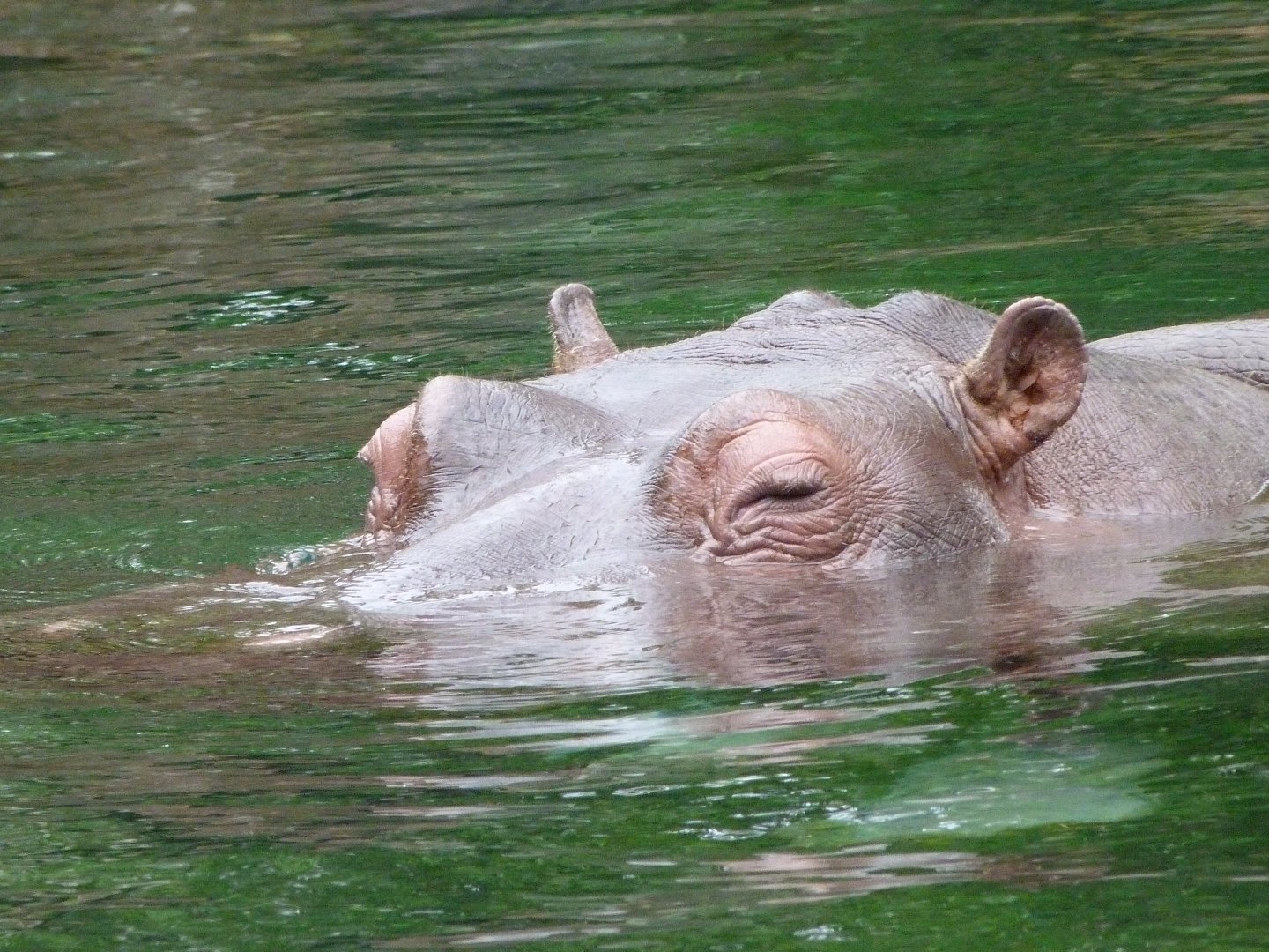 Common hippopotamus -ZooParc de Beauval (2025)