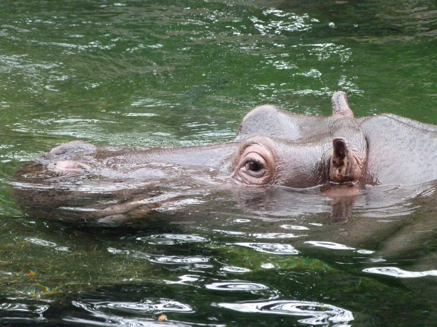 Common hippopotamus -ZooParc de Beauval (2025)