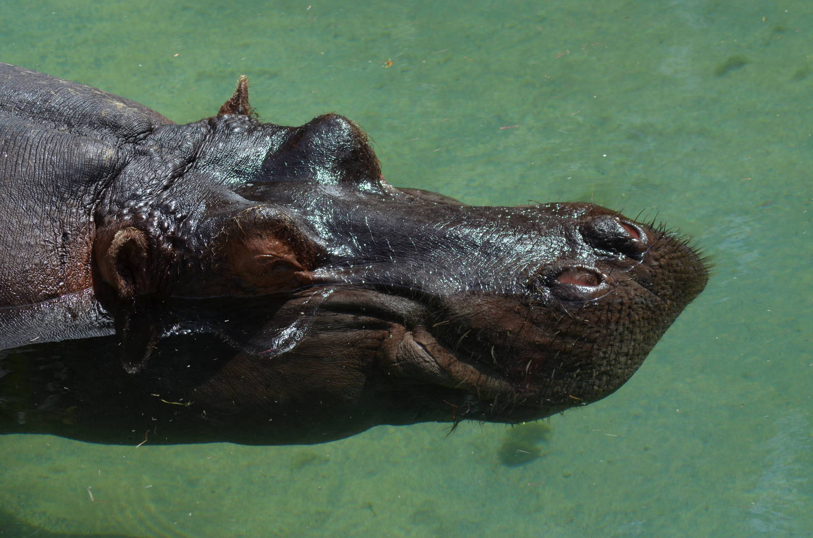 Common Hippopotamus