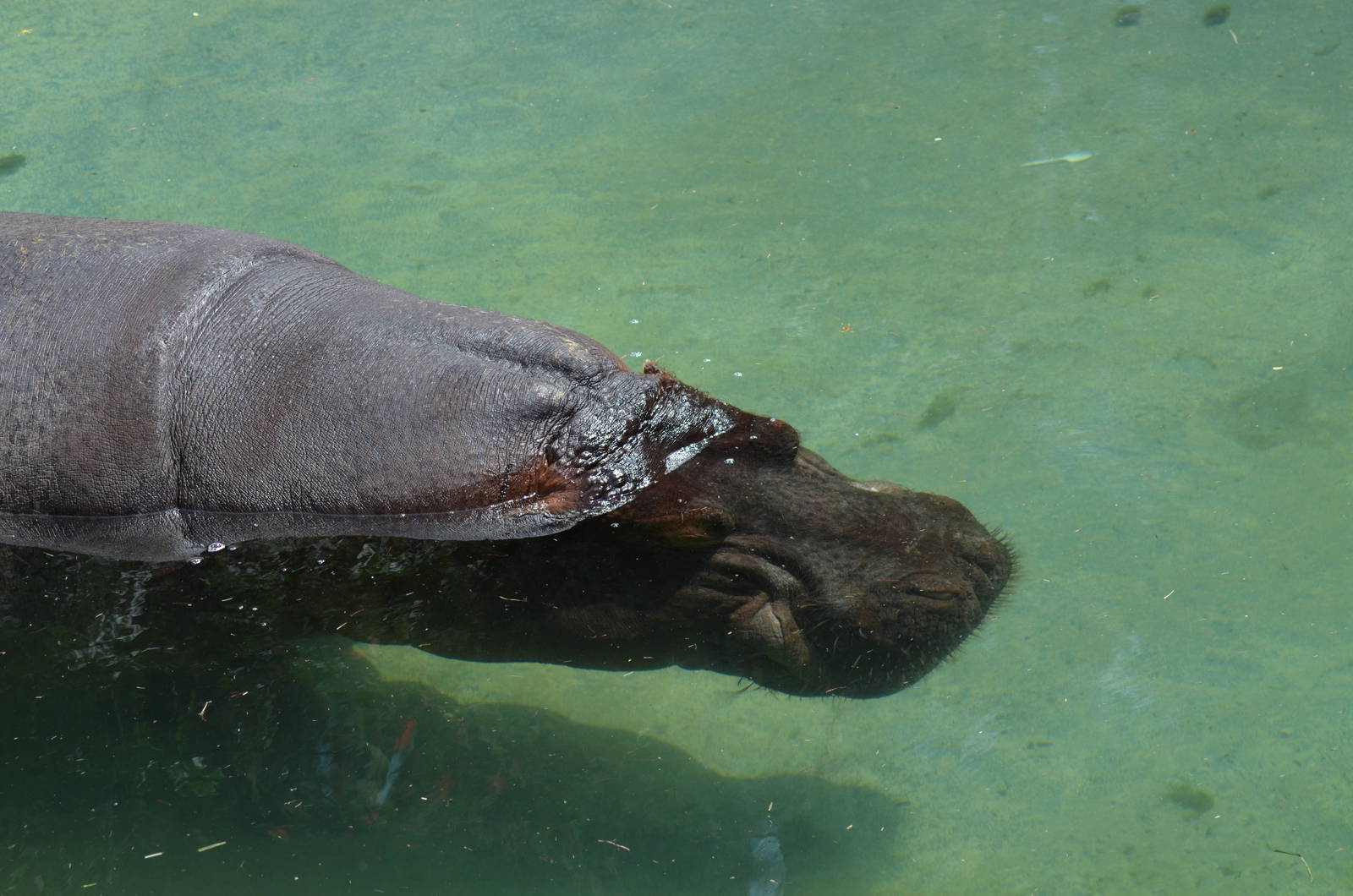 Common Hippopotamus