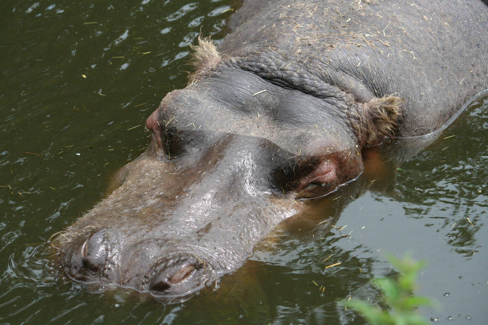 Common hippopotamus