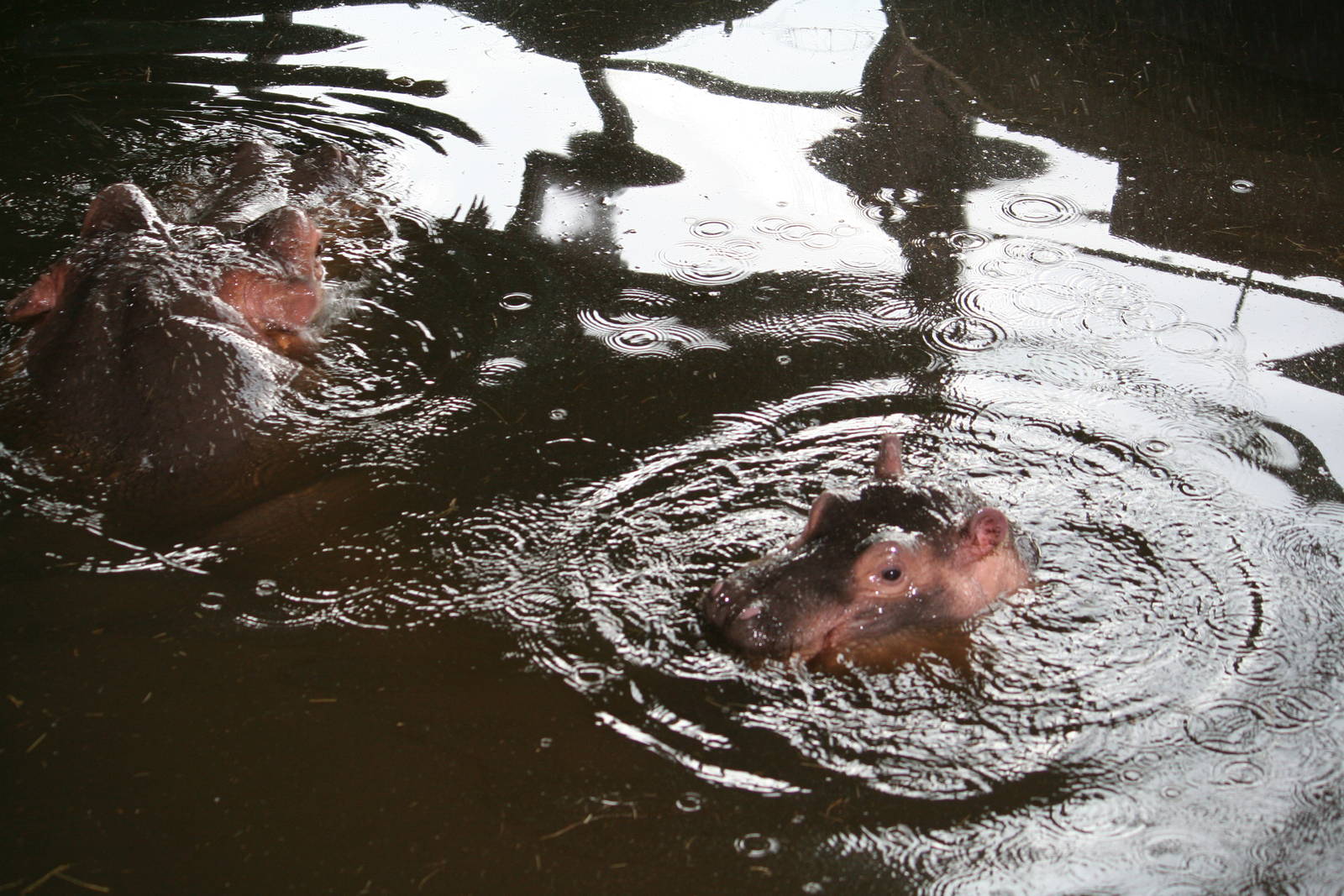 Common hippopotamus