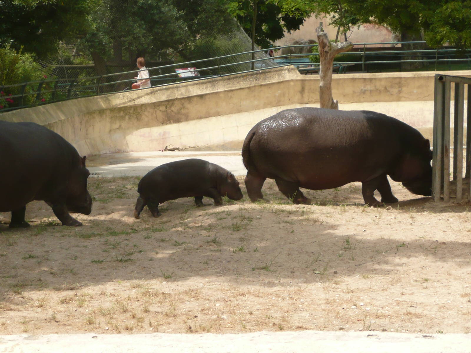 Common hippopotamus