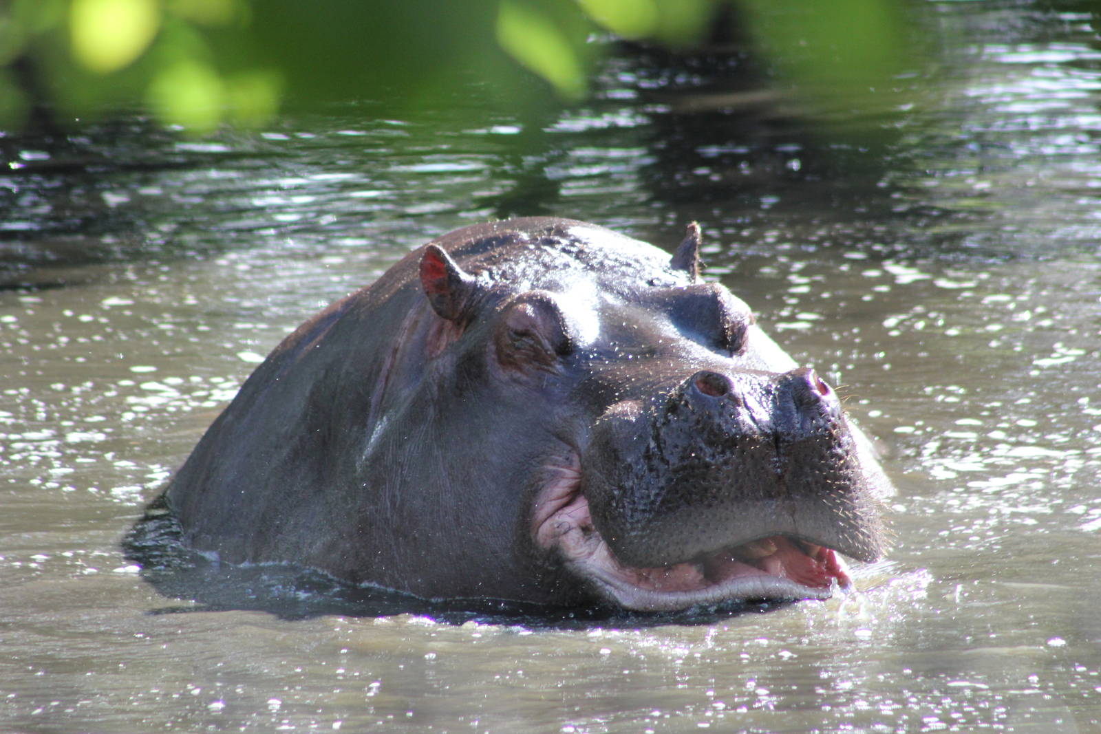 Common hippopotamus