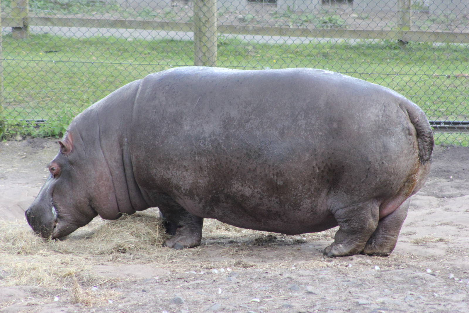 Common hippopotamus