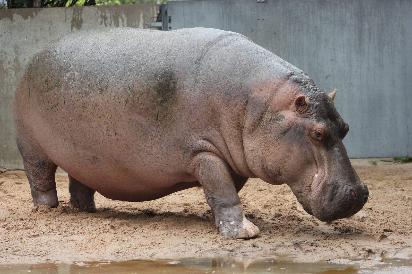 Common hippopotamus