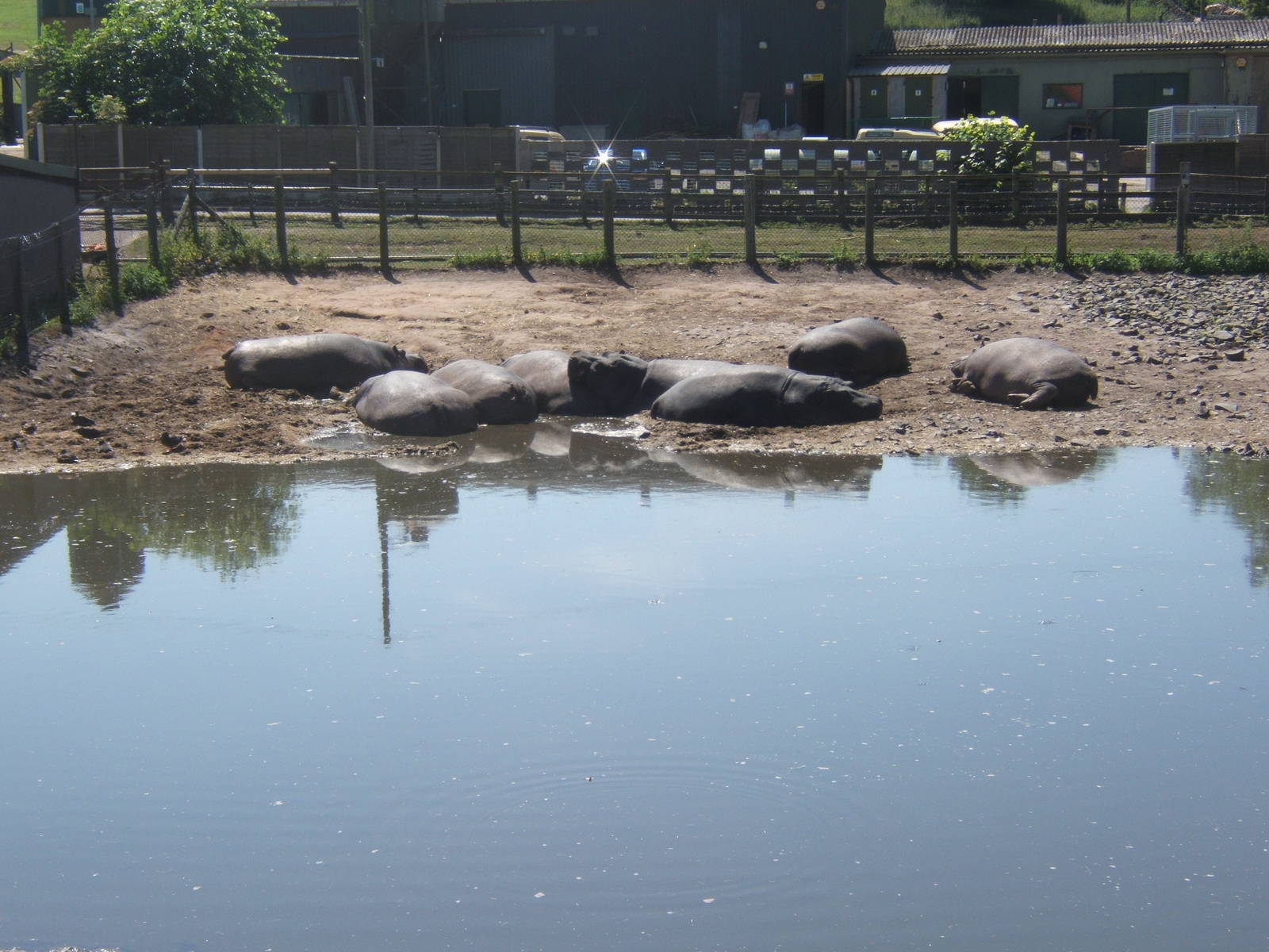 Common Hippopotamus