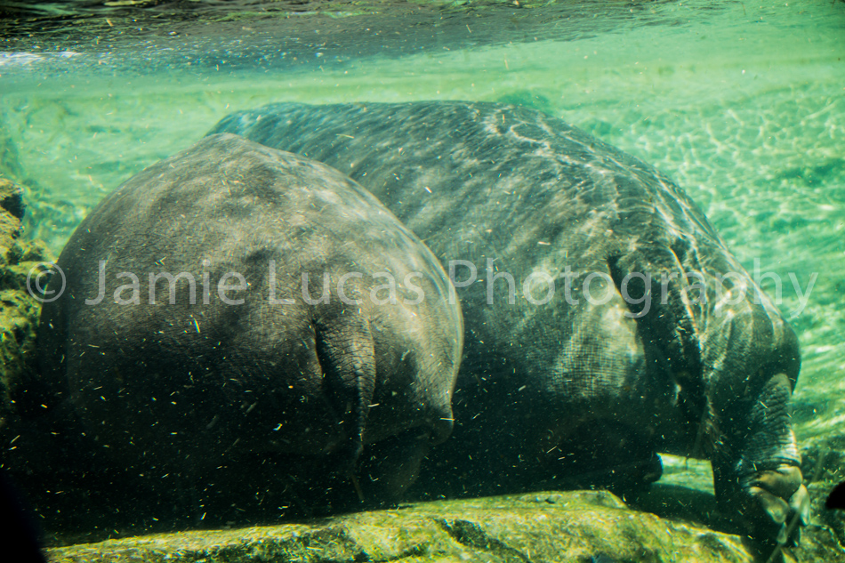 Common Hippopotamus