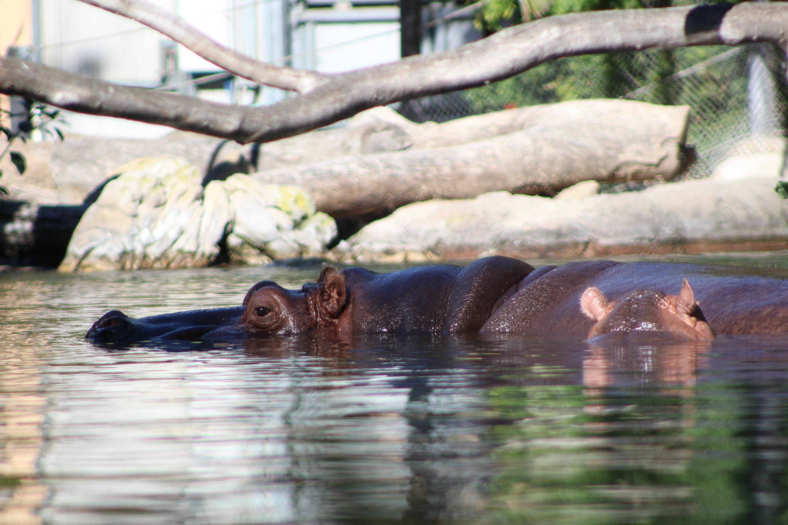 Common Hippopotamus