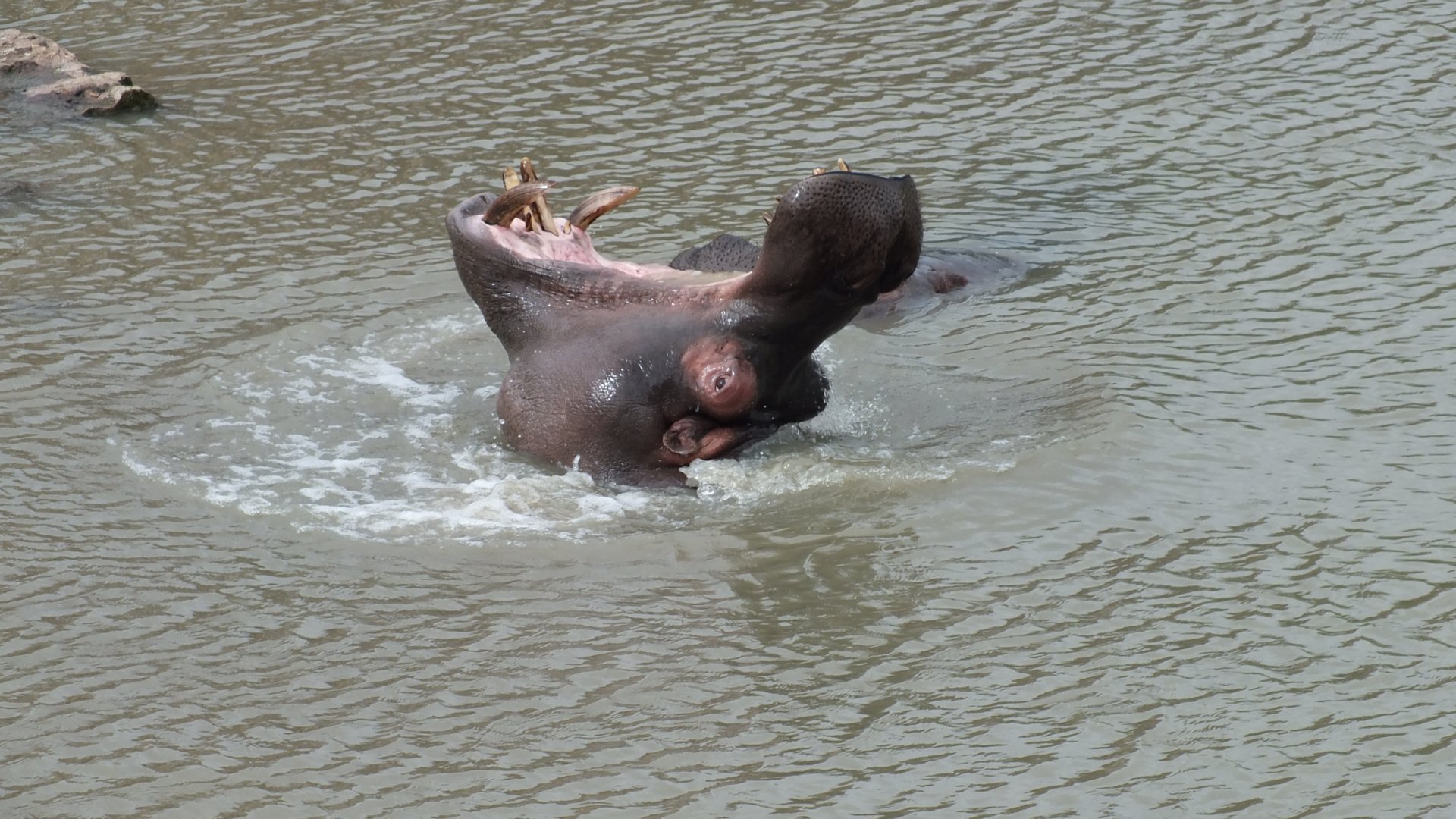 Common Hippopotamus