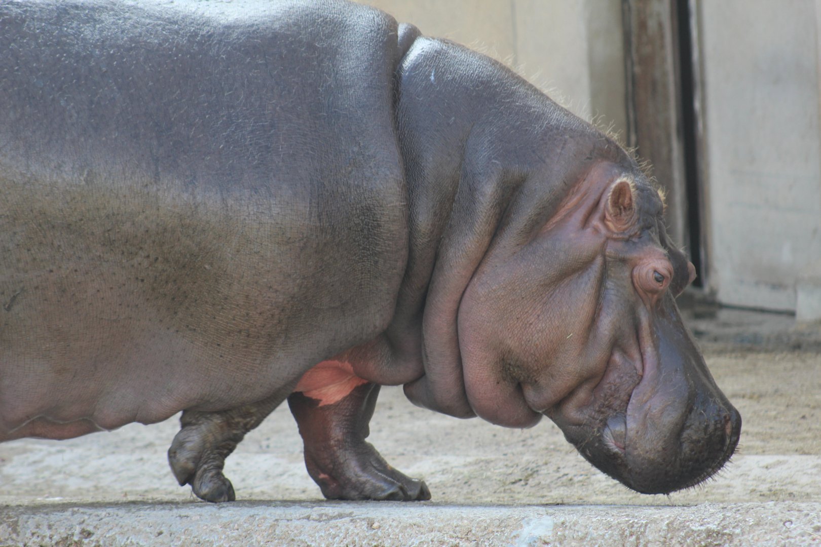 Common Hippopotamus
