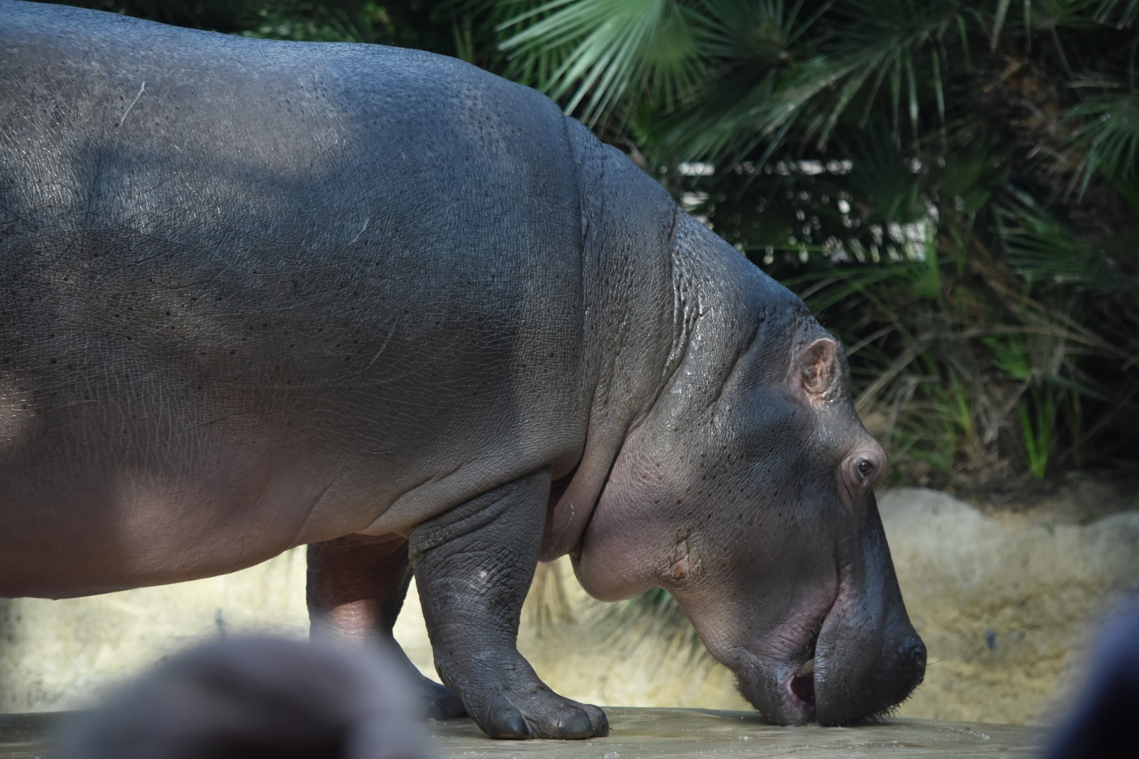 Common hippopotamus