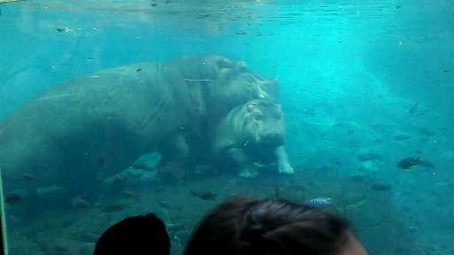 Common hippopotamus