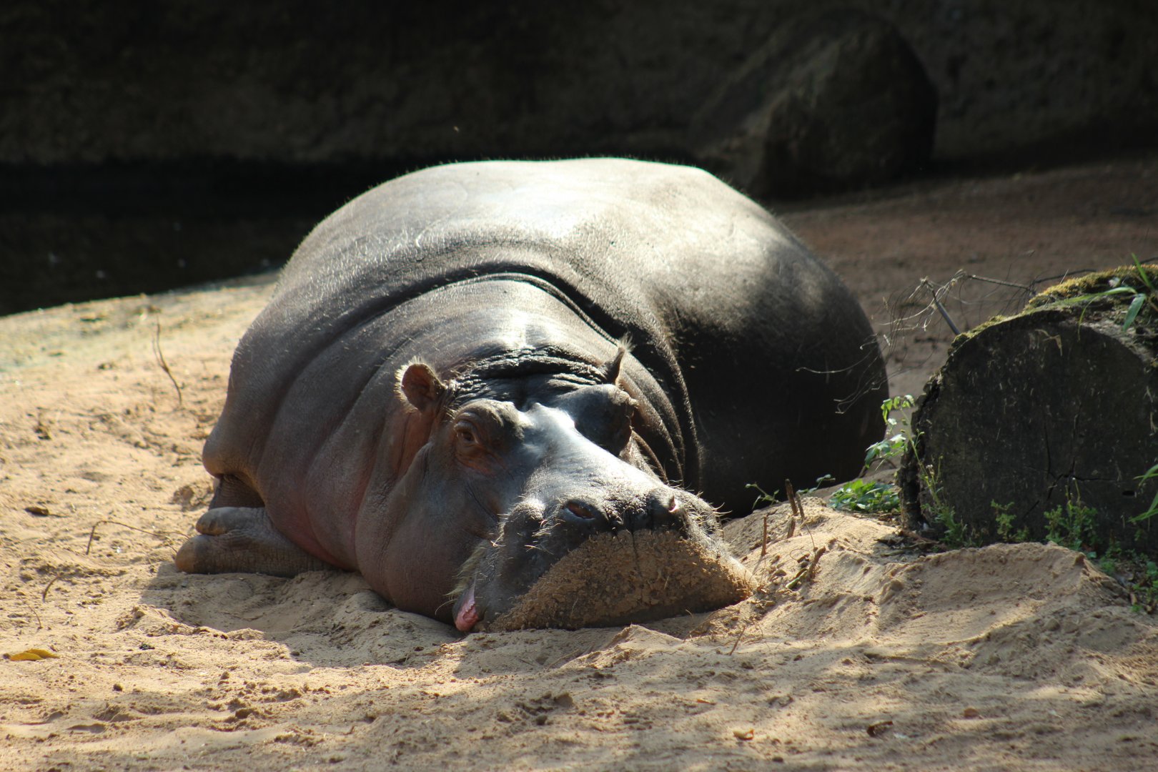 Common Hippopotamus