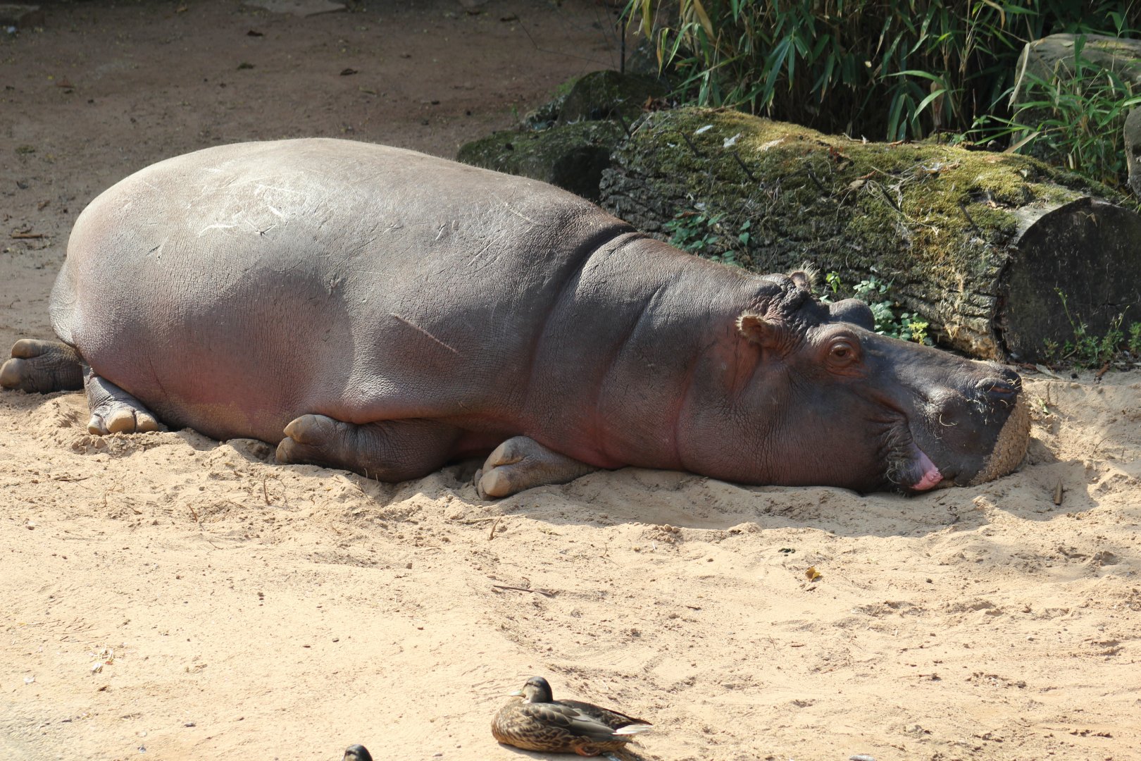 Common Hippopotamus