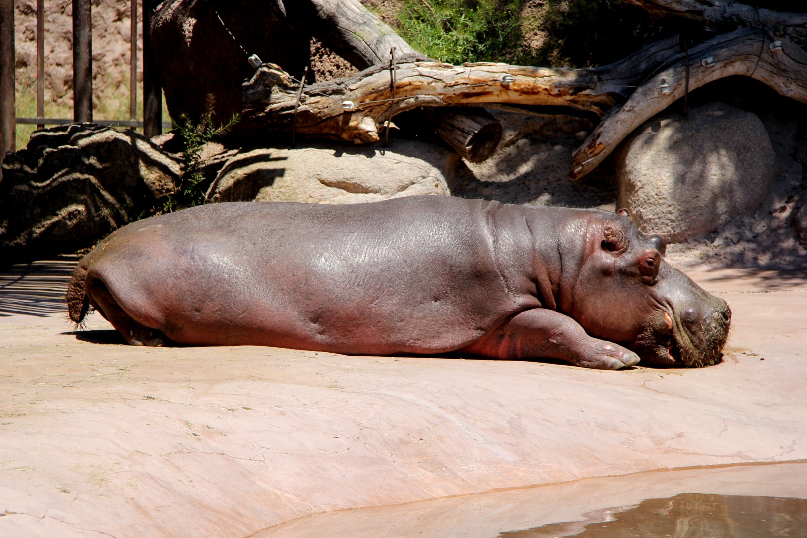 common hippopotamus