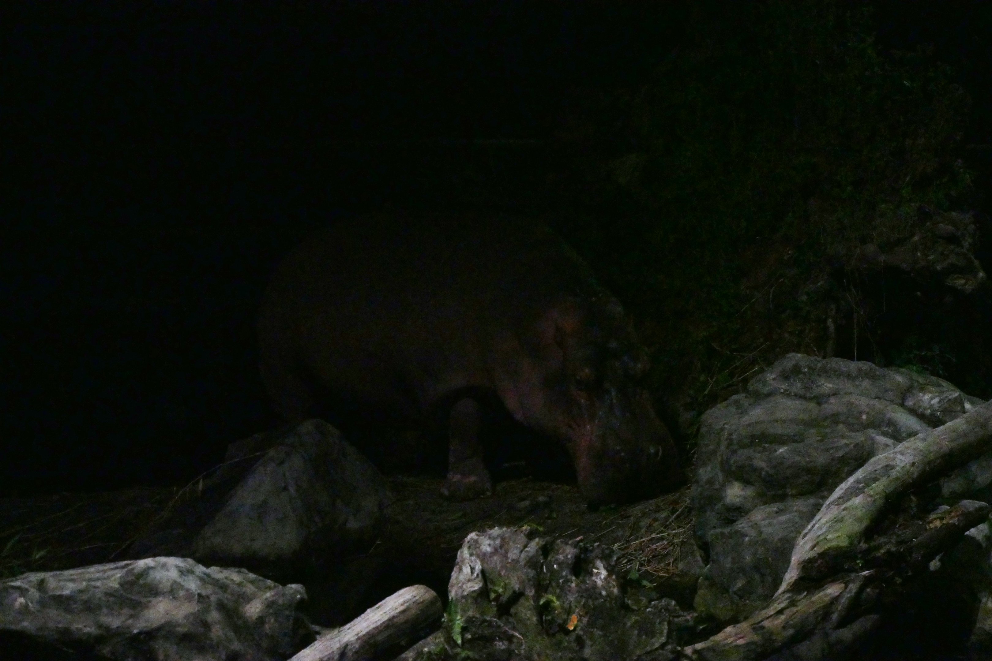 Common Hippopotamus