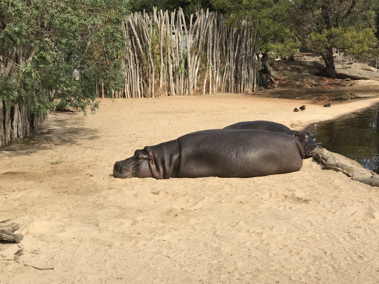 Common Hippopotamus.