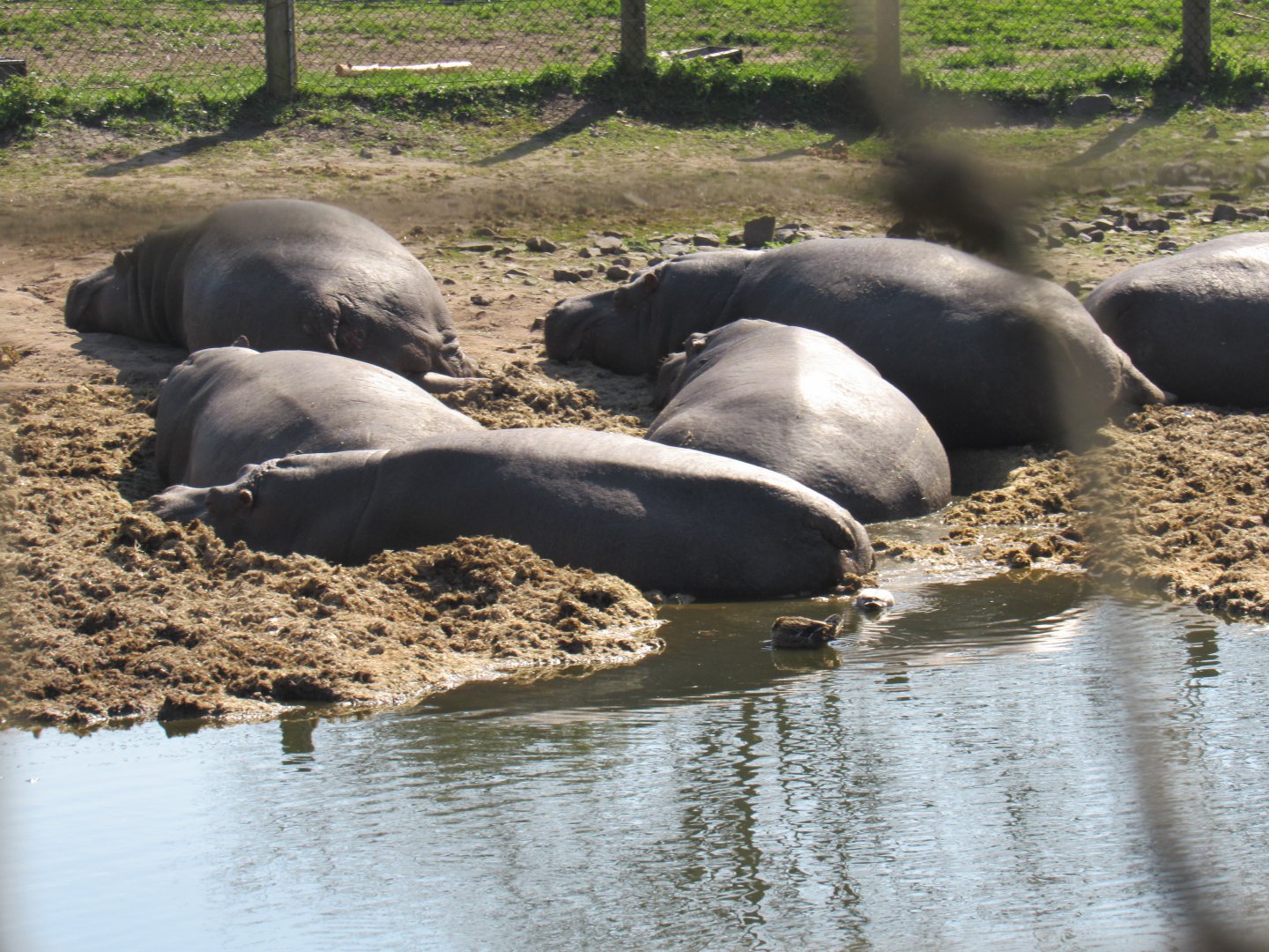 Common Hippopotamus