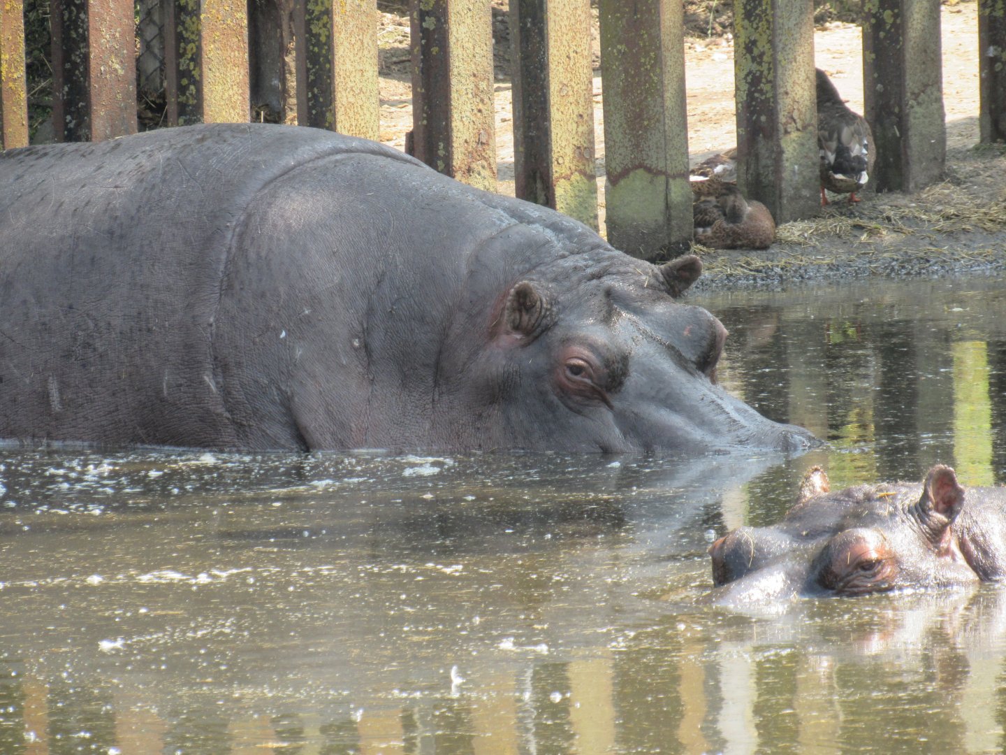 Common Hippopotamus