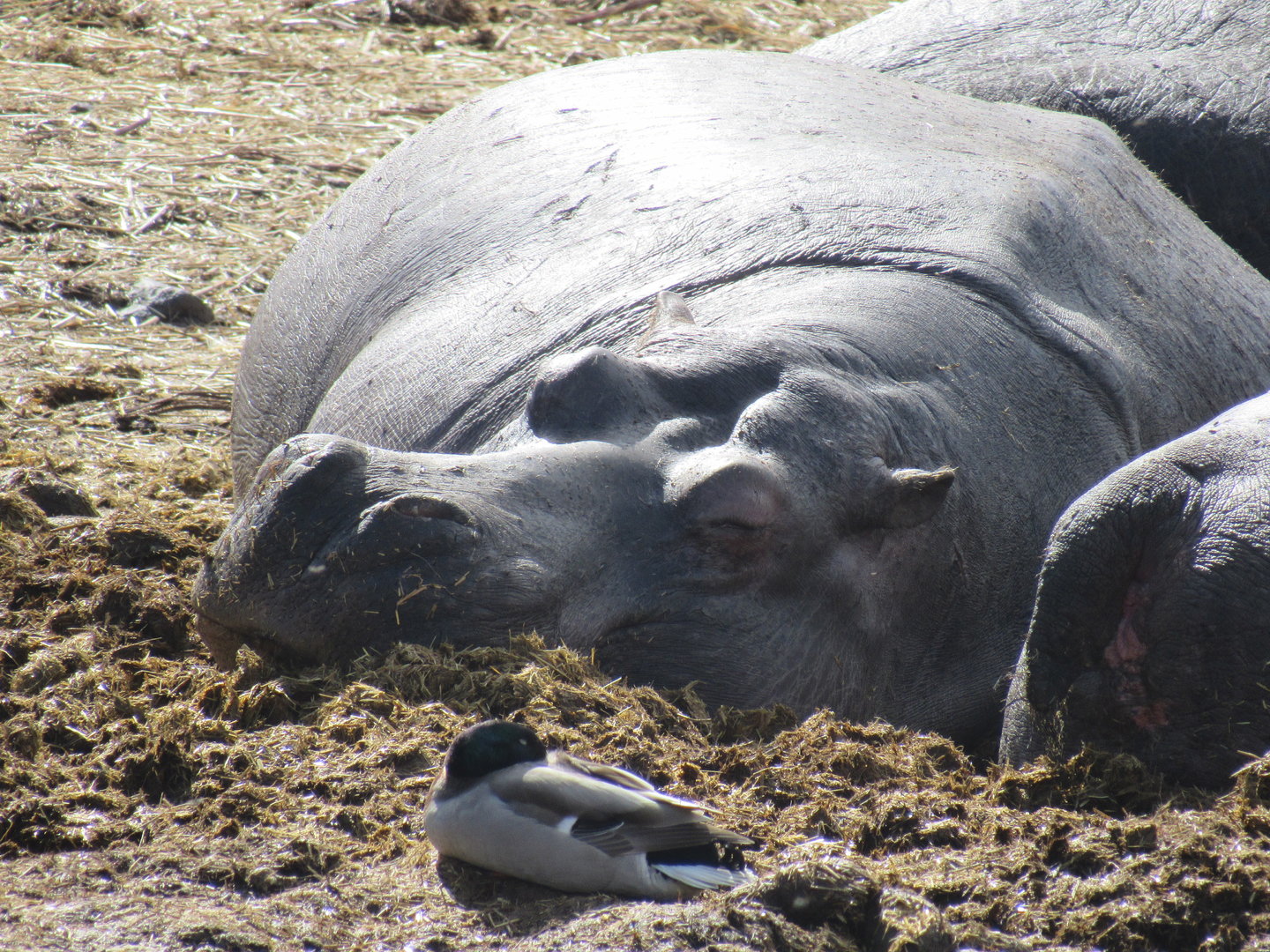 Common Hippopotamus