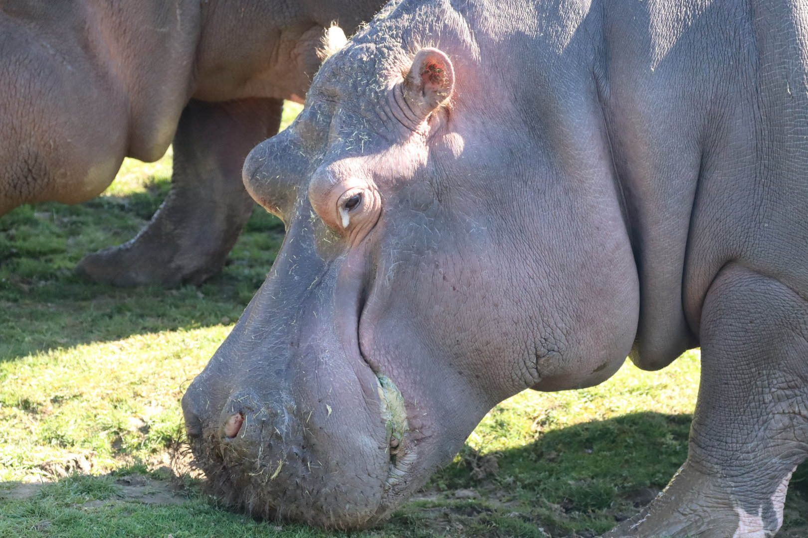 Common Hippopotamus