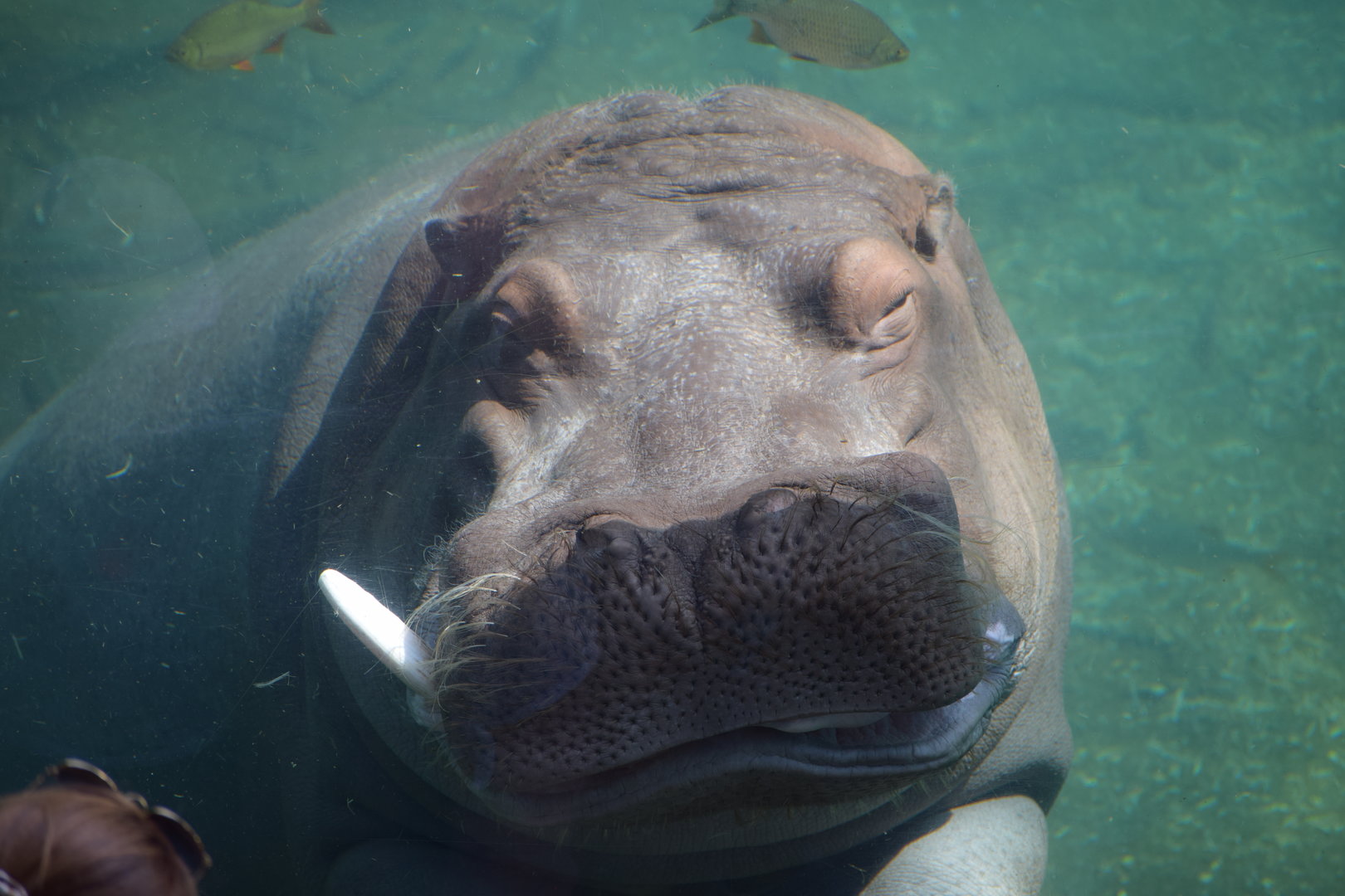 Common hippopotamus