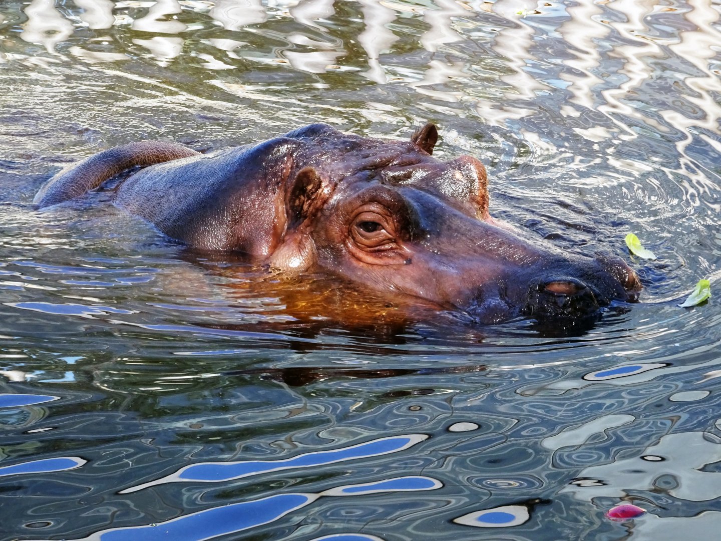 Common Hippopotamus