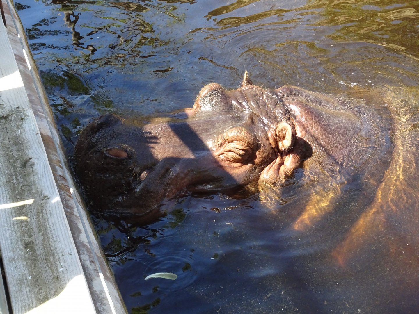 Common Hippopotamus