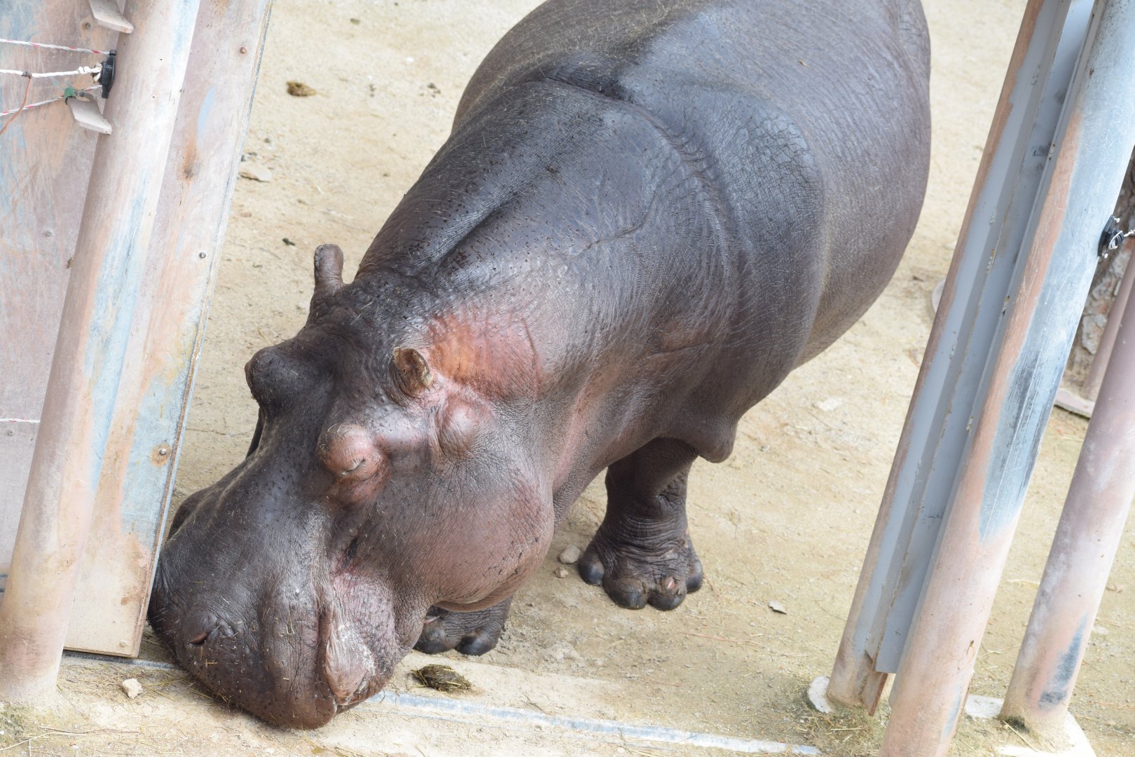 Common hippopotamus