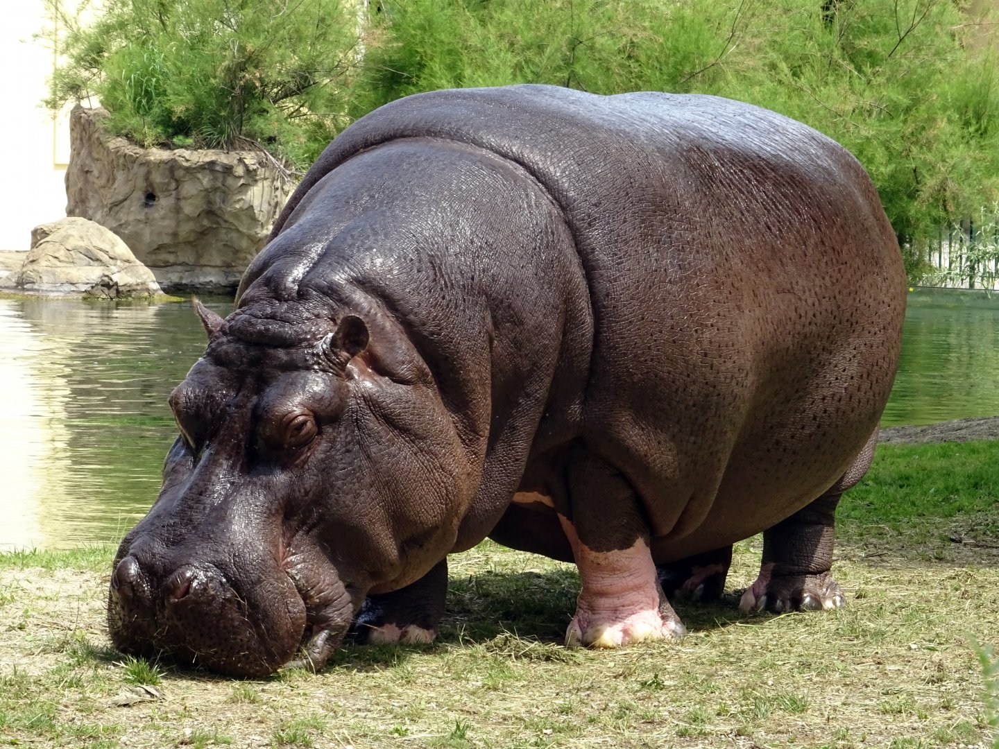Common Hippopotamus