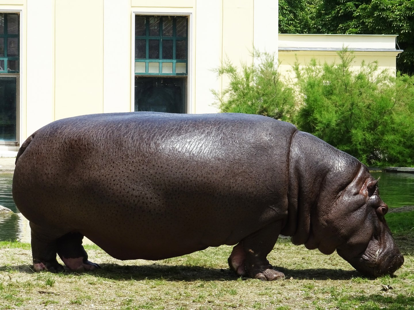 Common Hippopotamus