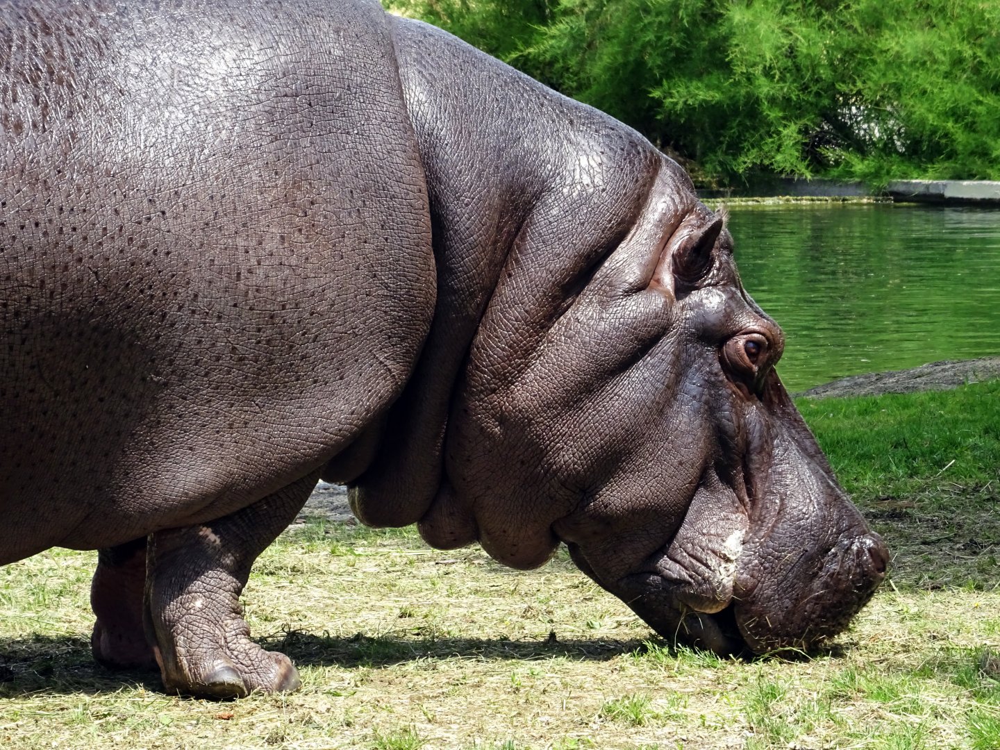 Common Hippopotamus
