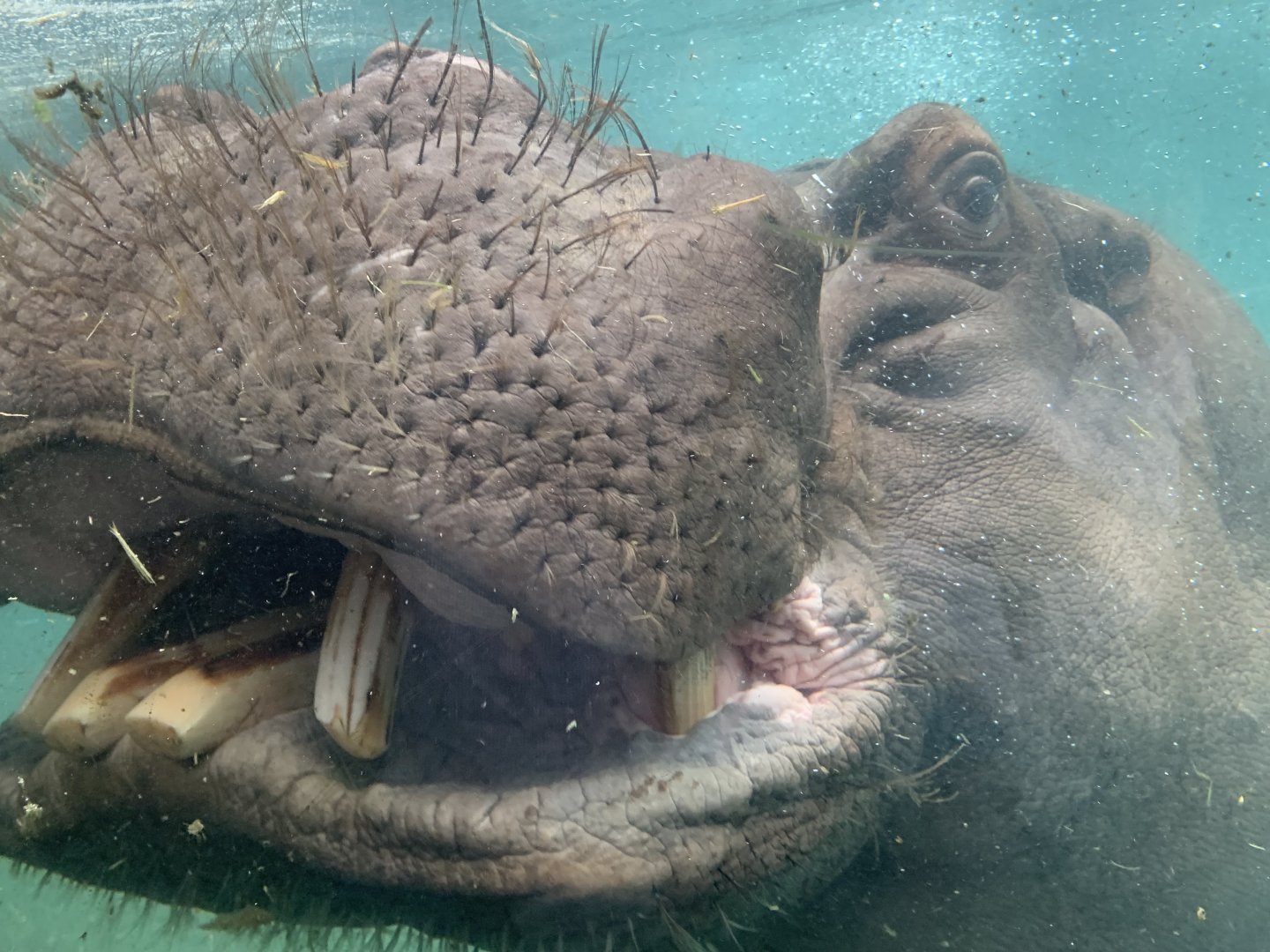 Common hippopotamus