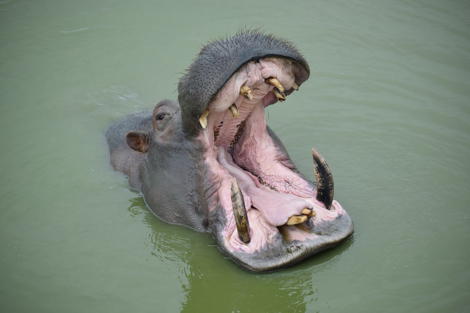 Common Hippopotamus