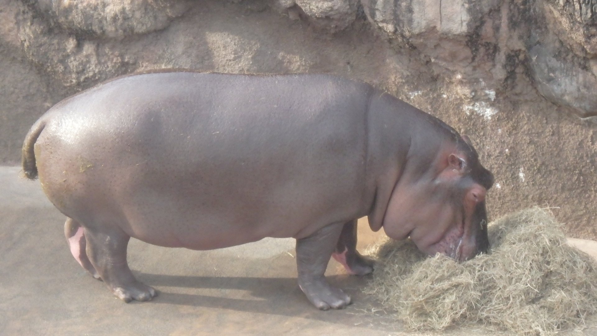 Common Hippopotamus