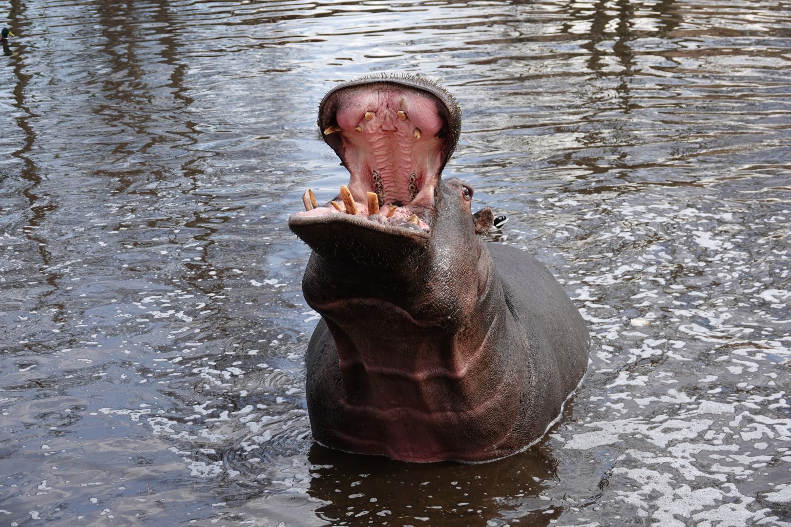 Common hippopotamus