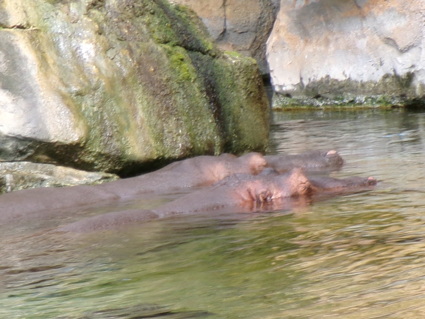 Common hippopotamus