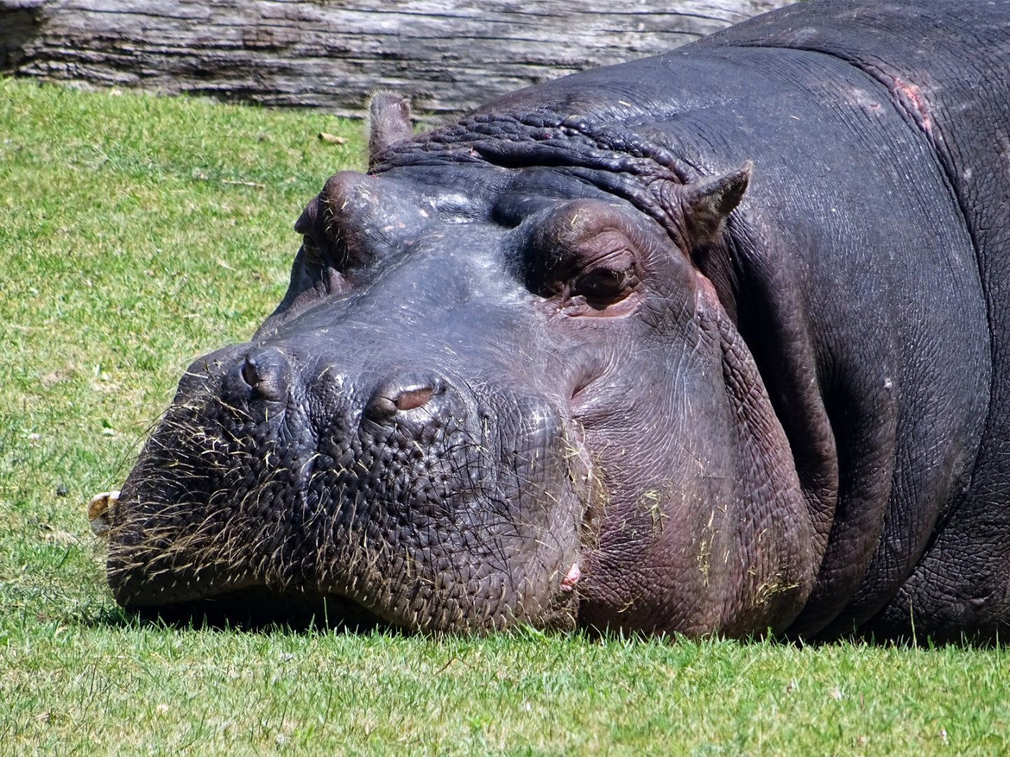 Common Hippopotamus