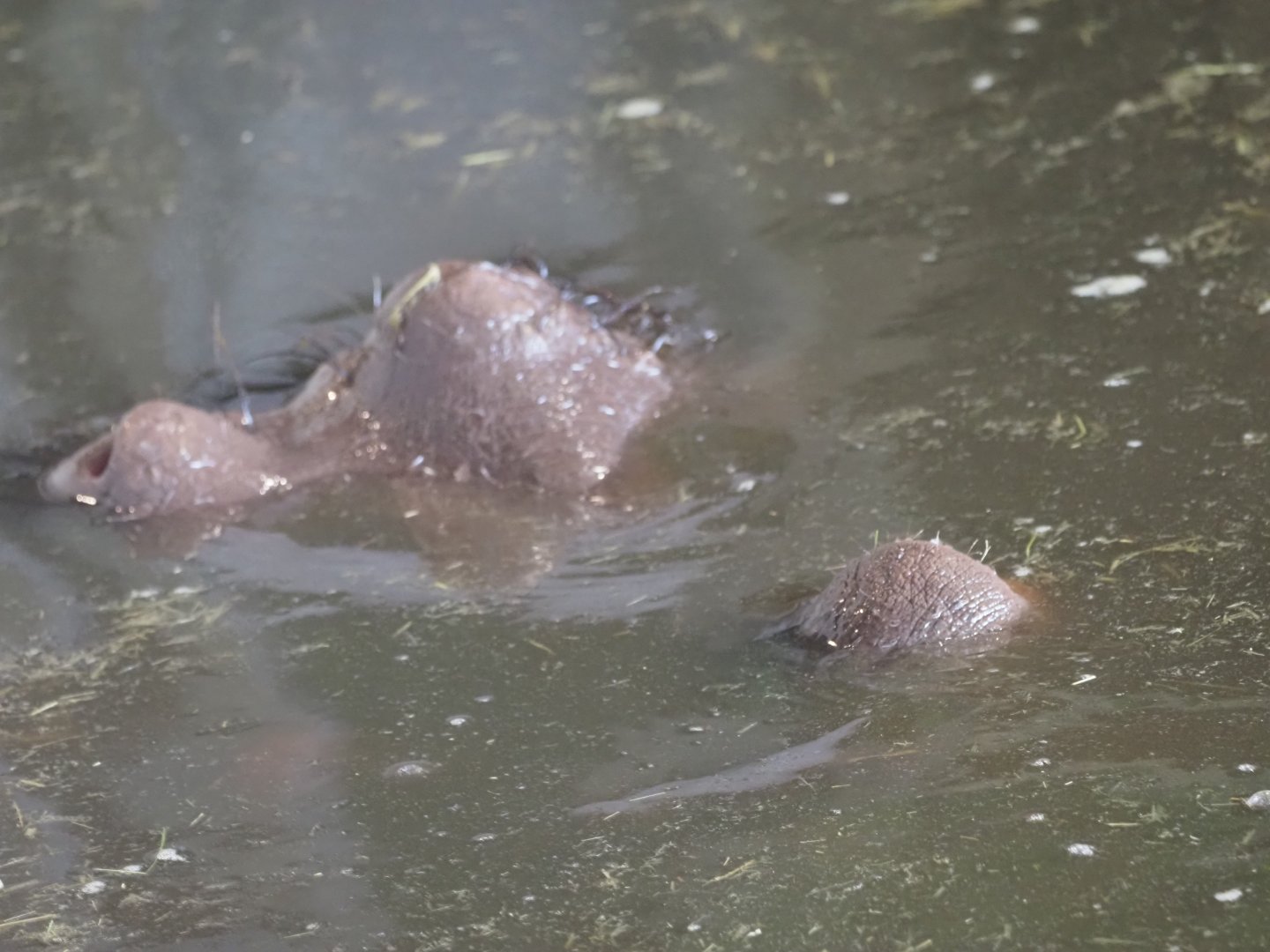 Common Hippopotamus