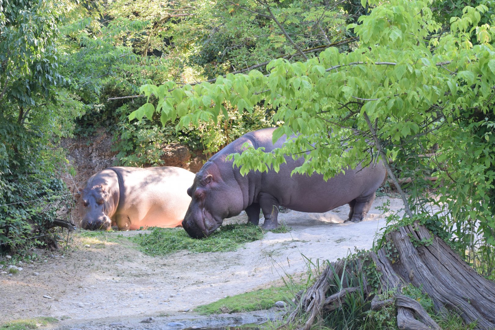 Common hippopotamus