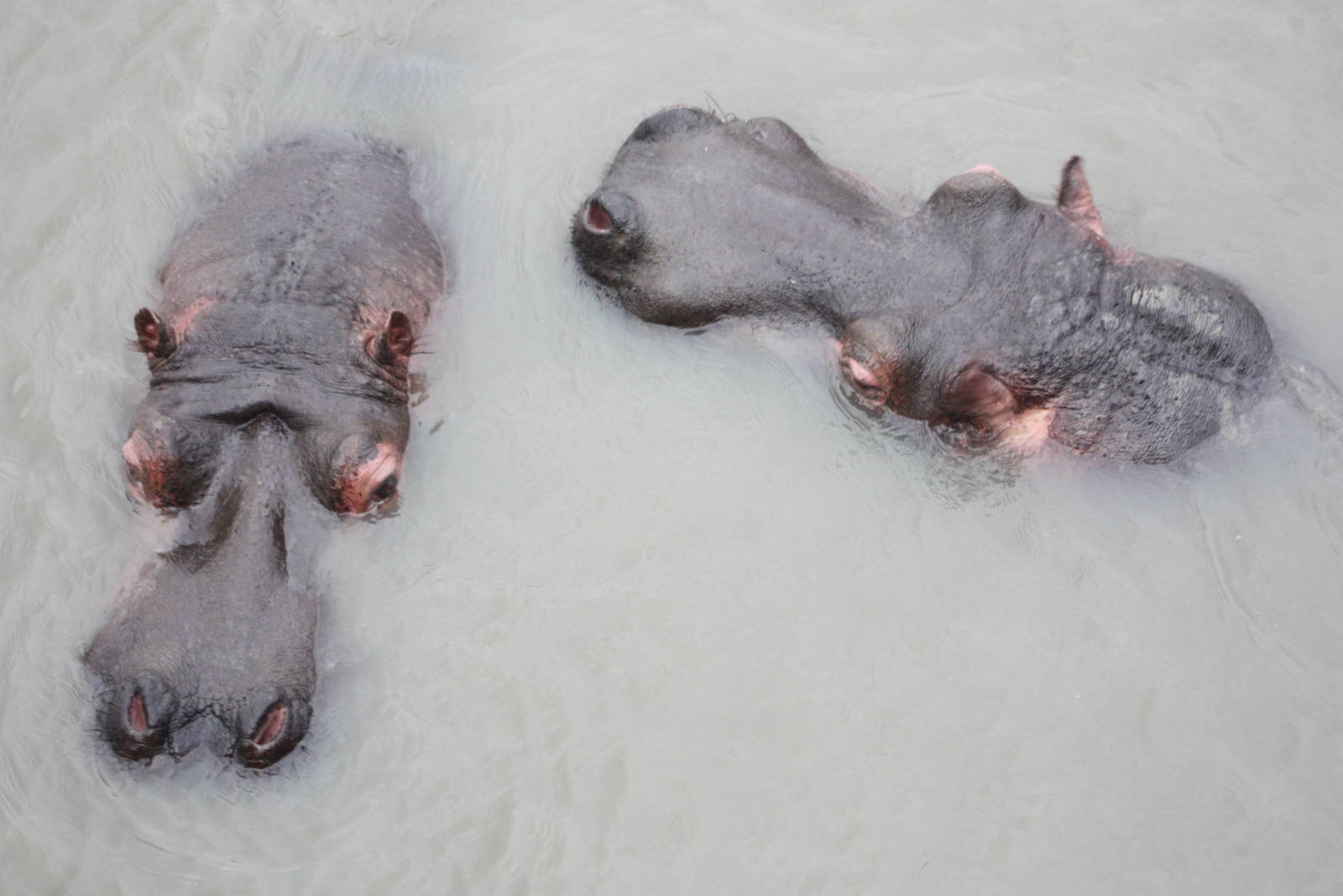 Common Hippopotamuses, 22nd December 2014