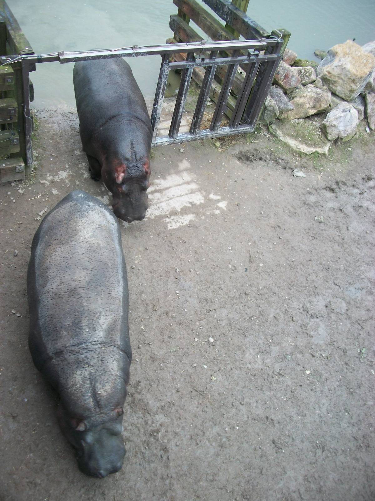 Common Hippopotamuses 22nd February 2013