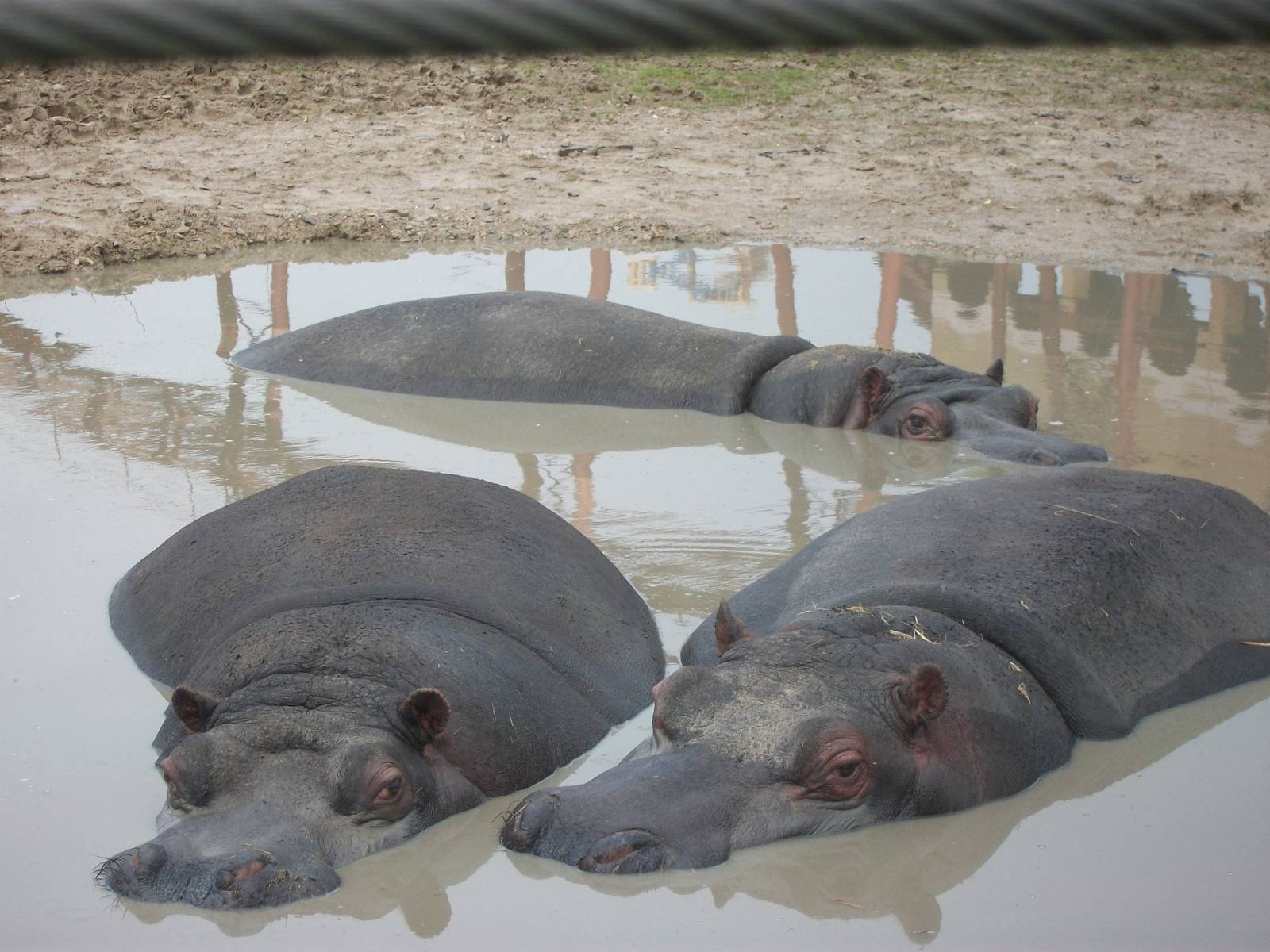 Common Hippopotamuses 27th December 2012