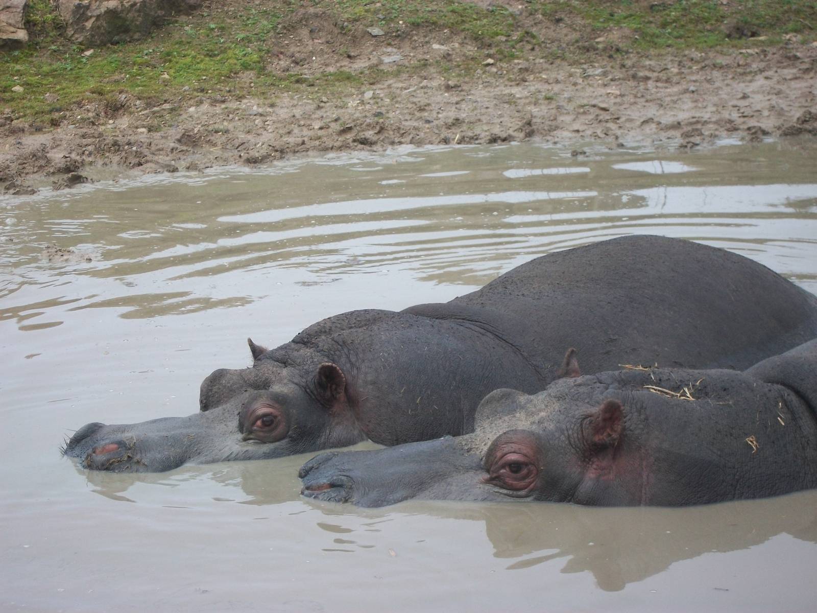Common Hippopotamuses 27th December 2012