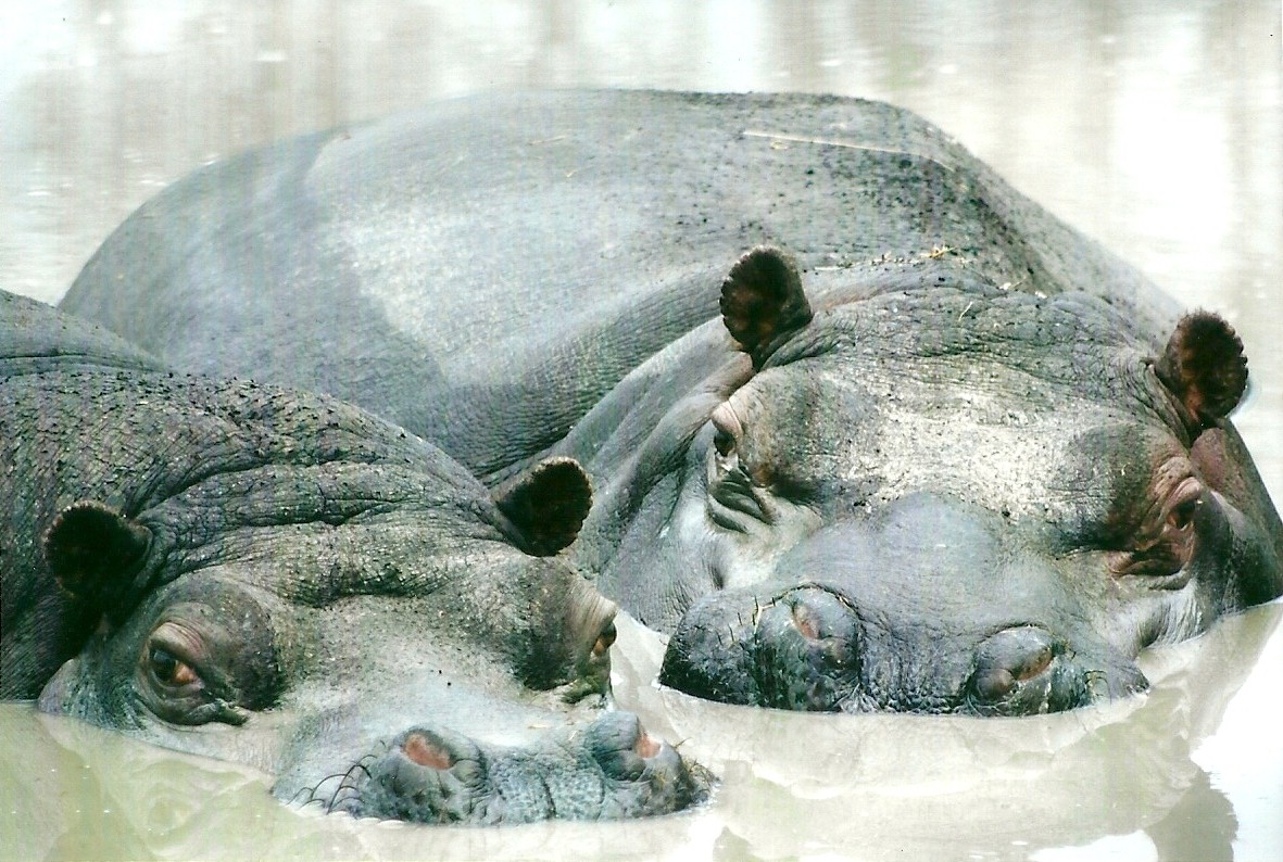 Common Hippopotamuses 27th December 2012