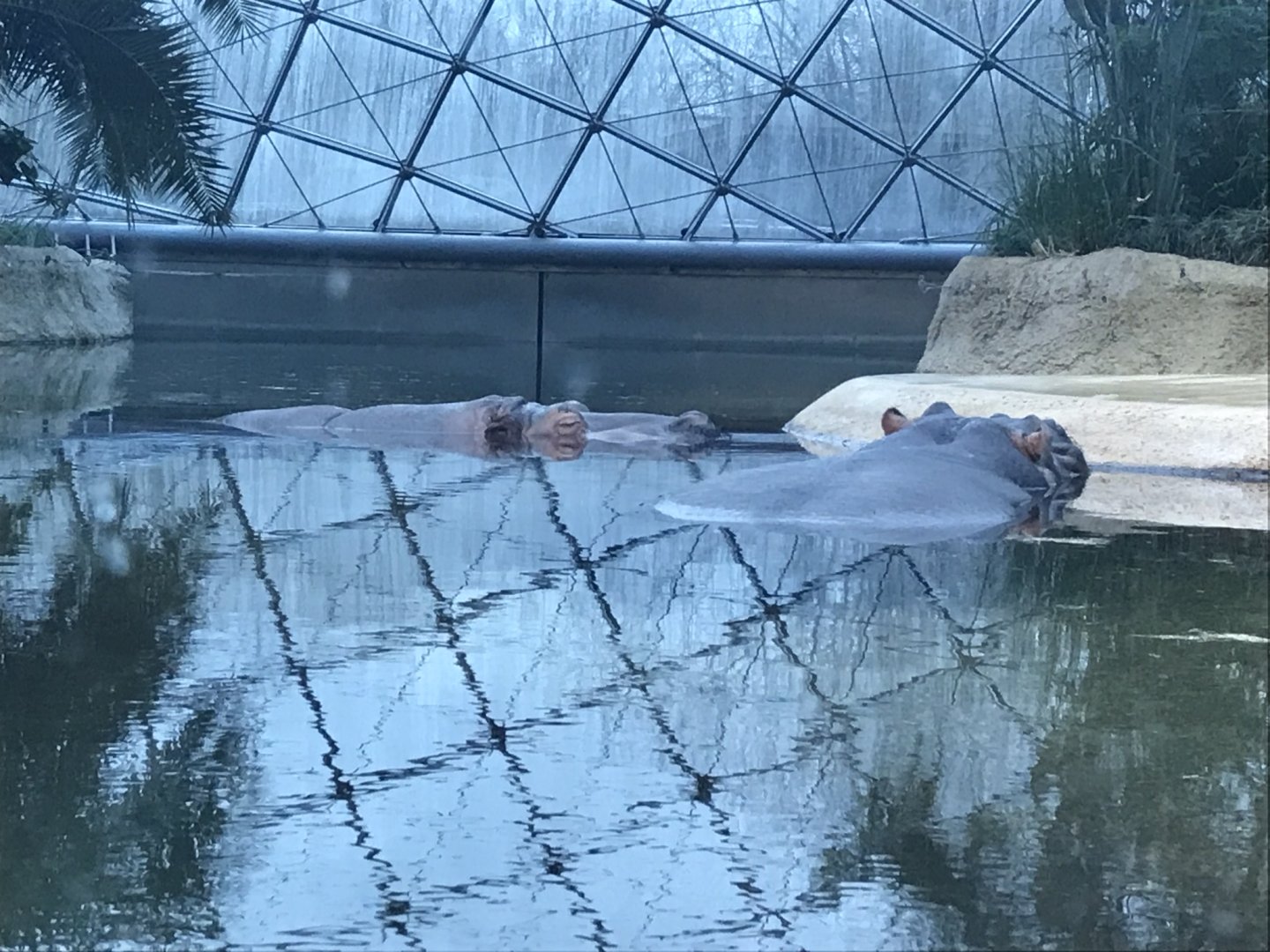 Common hippopotamuses 290118