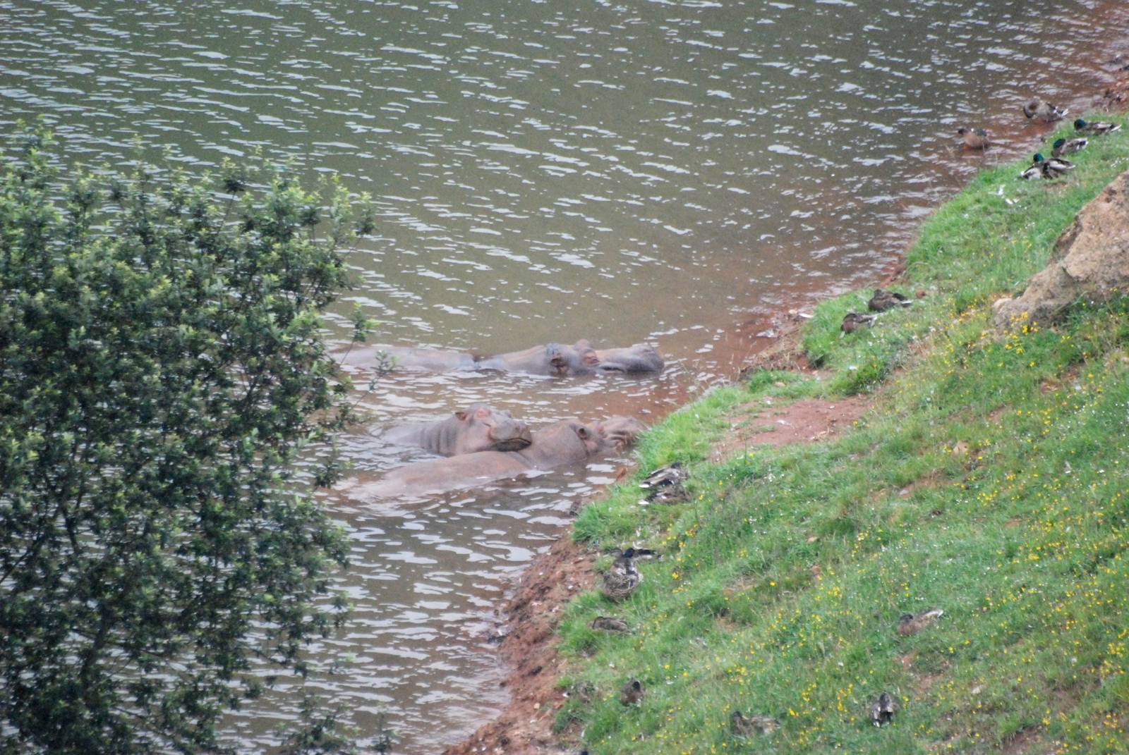 Common Hippopotamuses at Cabarceno, 11/06/15