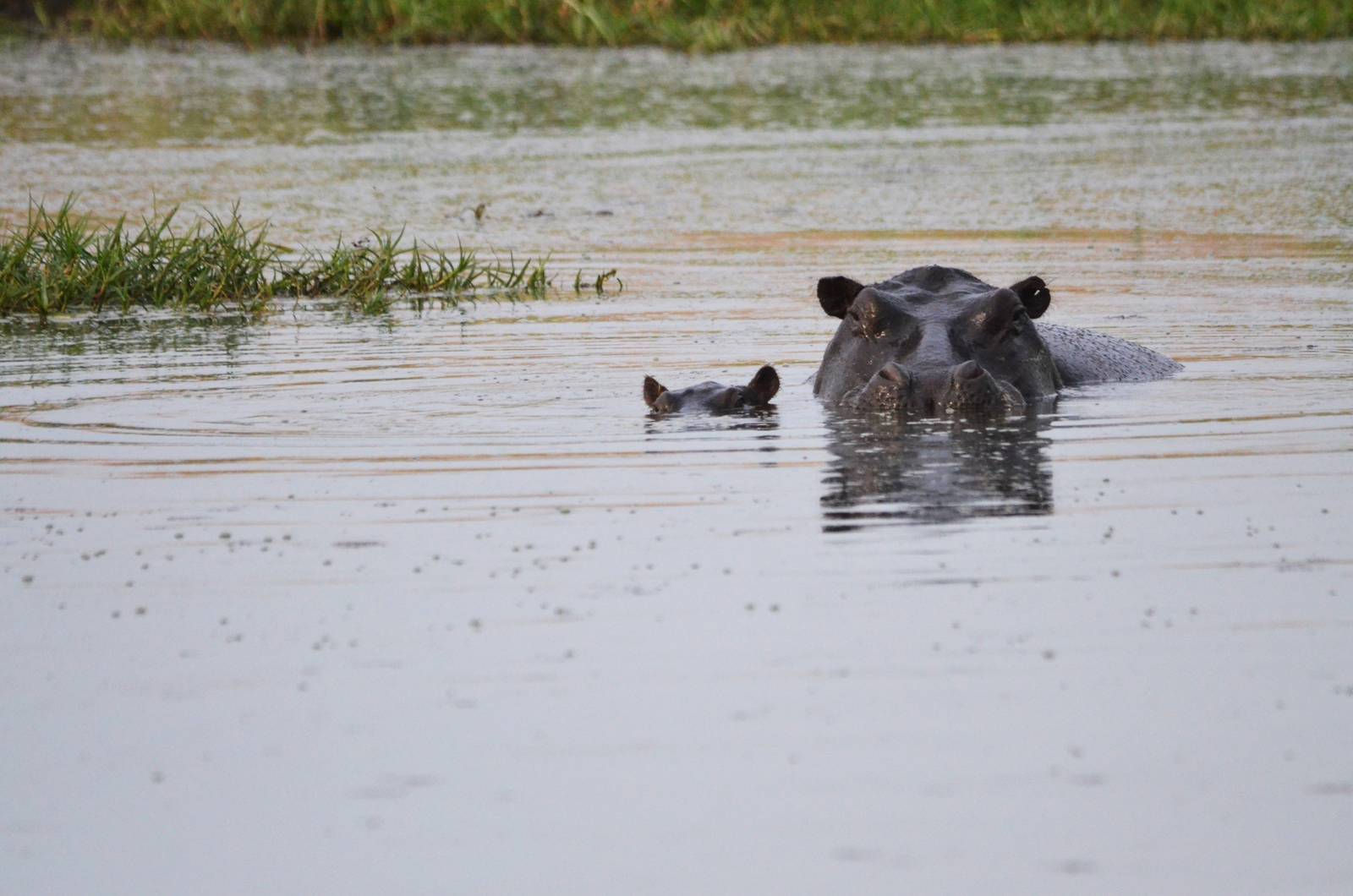 Common Hippopotamuses, Khwai Community Area, Botswana, 24/04/16